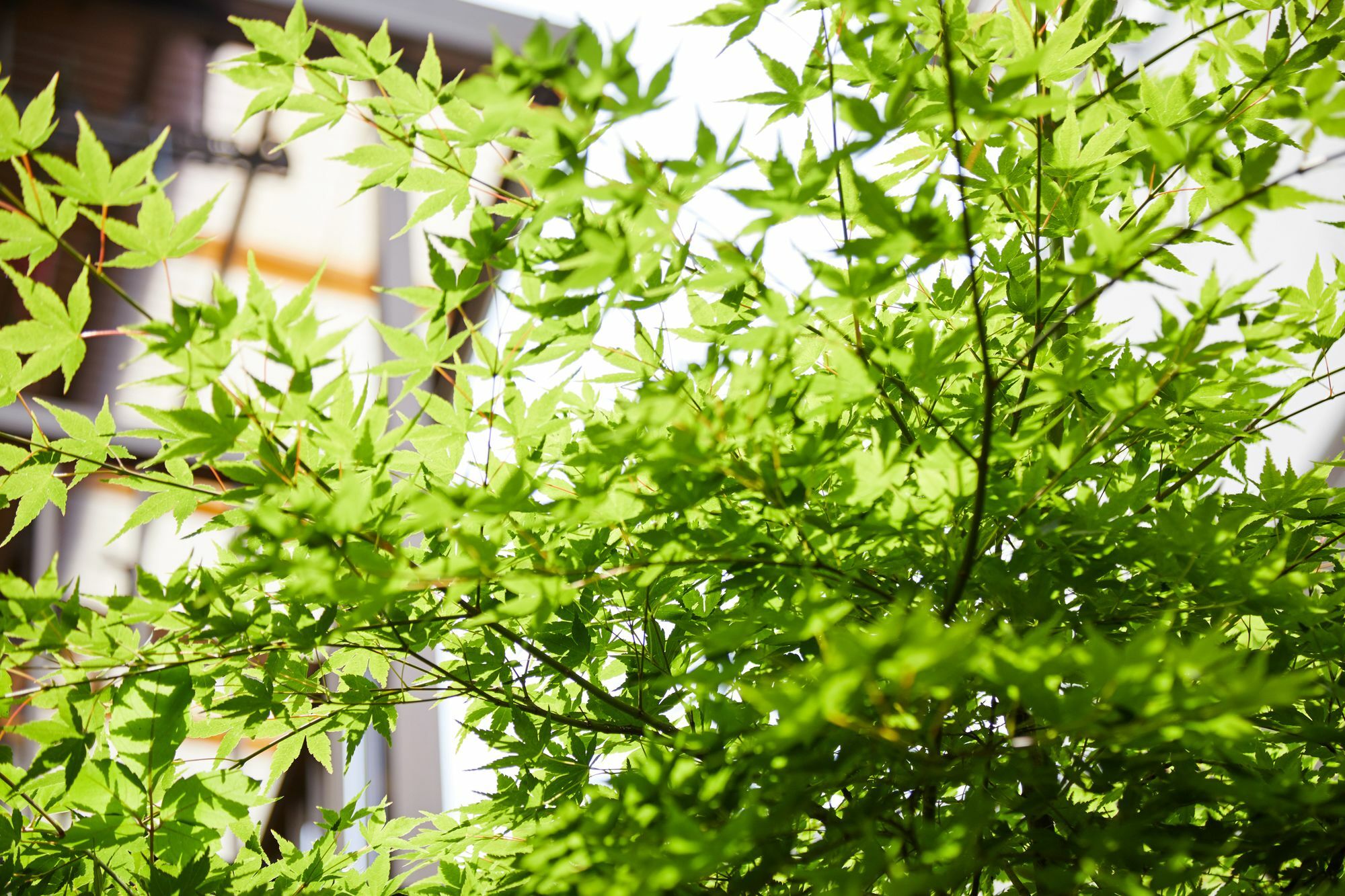 Villa Tachibana An Kyōto Esterno foto